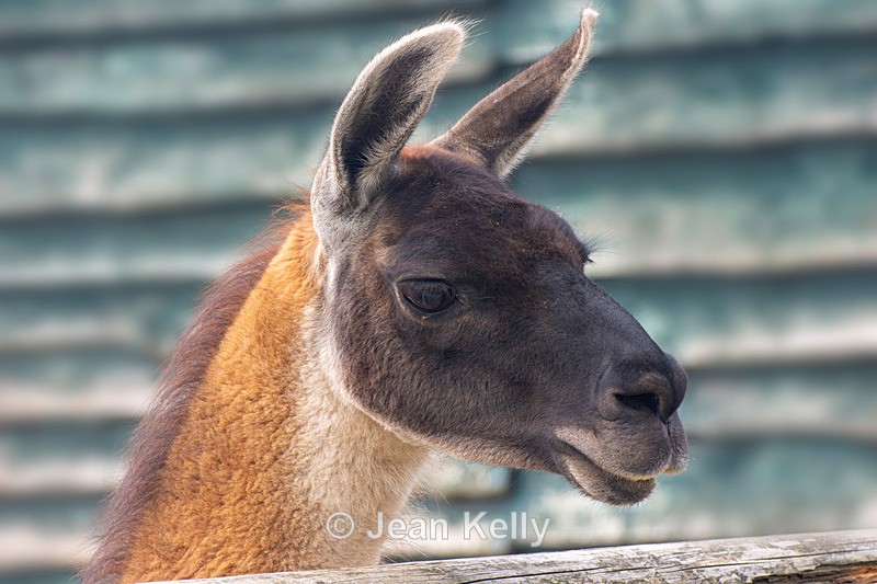 Llama - DSC_9482 - LLamas