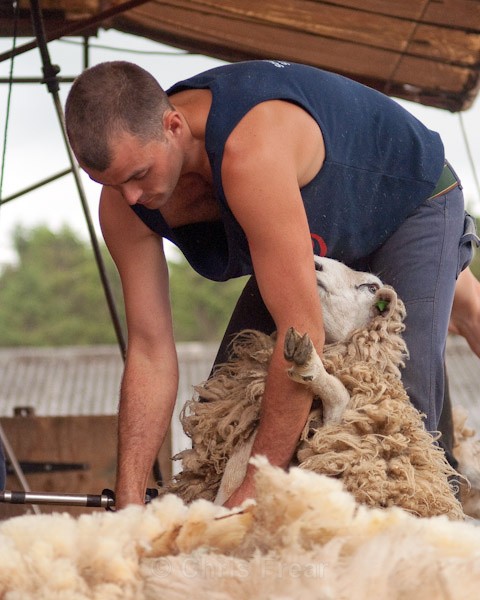 5 - Shearing Competition