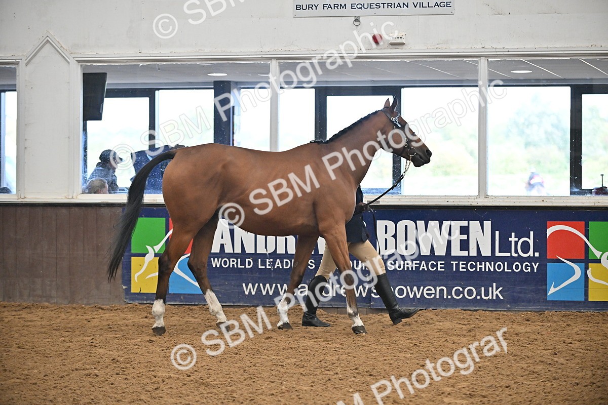 SBM_000206 - Class 7 - ROR Tattersalls In Hand