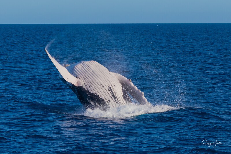HB Breach 5. 0A3A6078 - 2025 Hervey Bay Whales