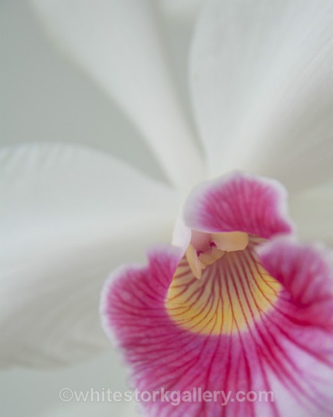 White Orchid - Up Close !