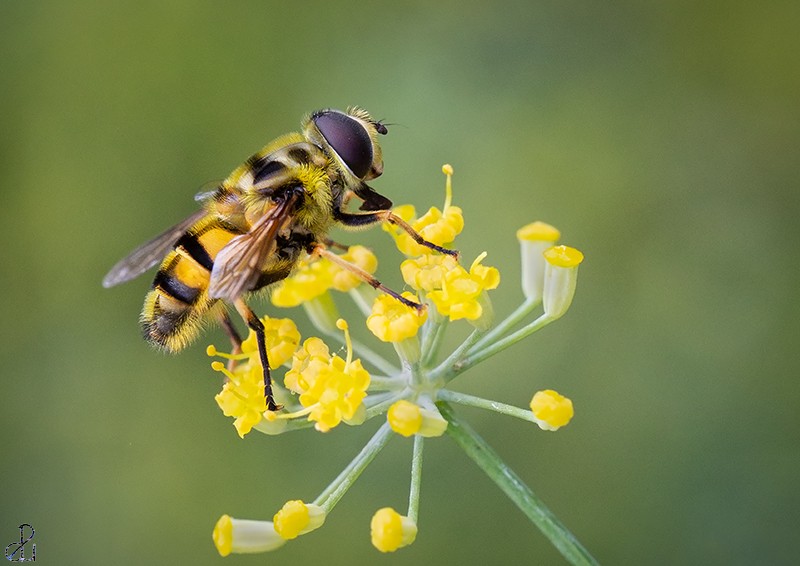 Macro photography by Diana Uzun