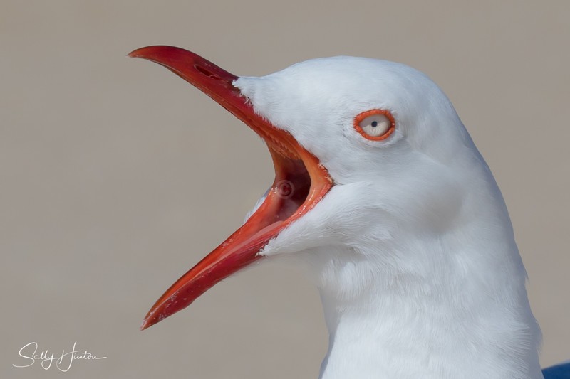 Gull Squark 1