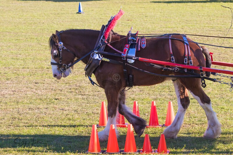 Harness Driving Challenge 19. 0A3A9723 - 2025 Senic Rim Clydesdale Spectacular