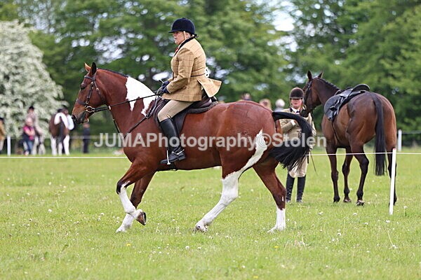 IMG_2850 - Working Hunter