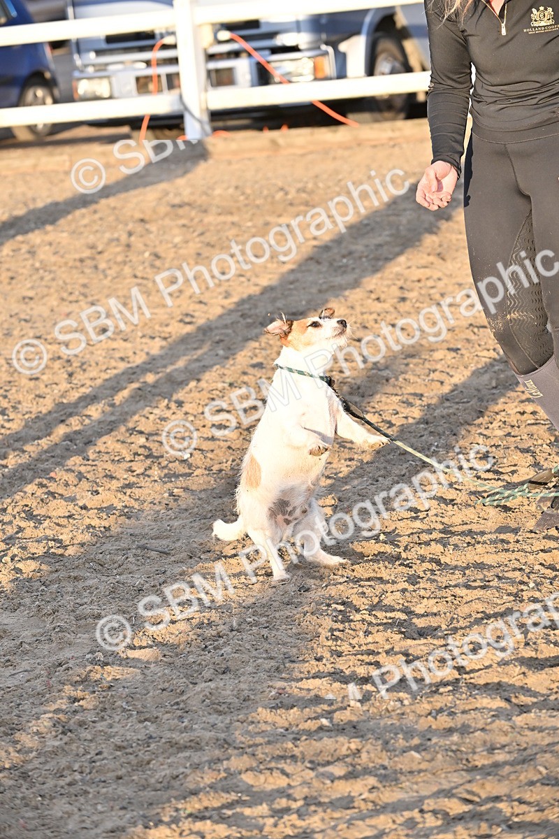SBM_09691 - Lorry Dogs