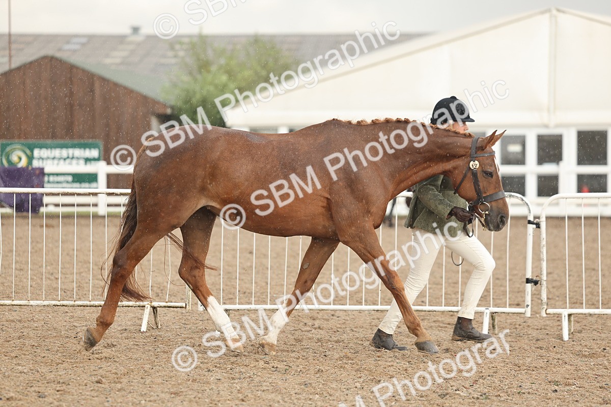 SBM_07751 - Class 27 - IH Competition Horse/Pony