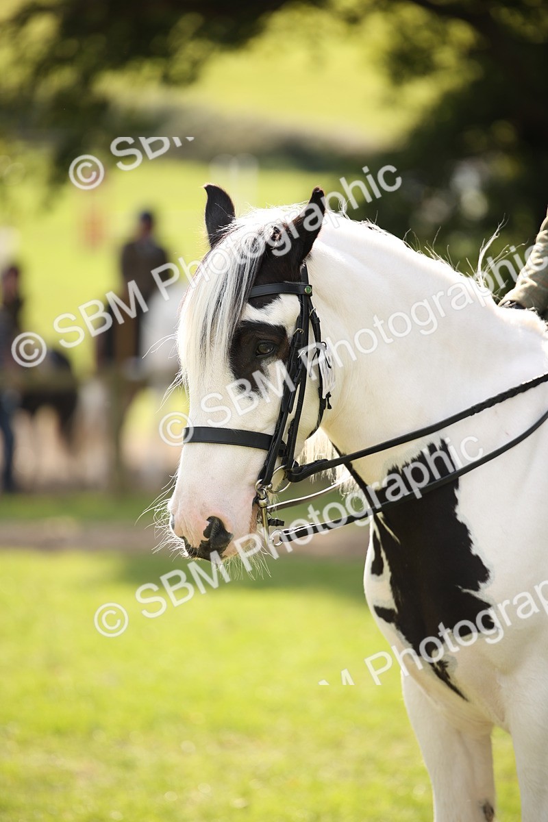 SBM_70132 - S65 - Piebald & Skewbald Horse Ridden