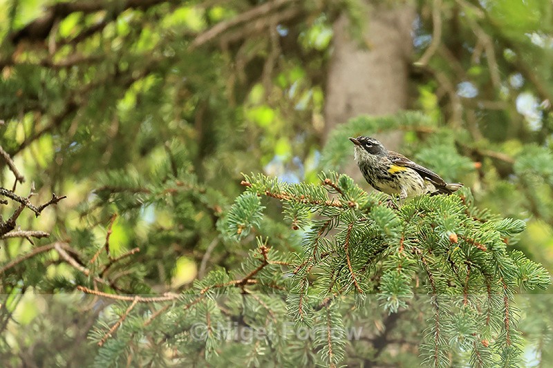 Yellow-rumped Warbler, Brooks Falls, Katmai NP, Alaska - Yellow-rumped Warbler