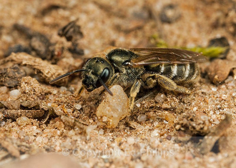 Halictus tumulorum (f) - Halictus tumulorum