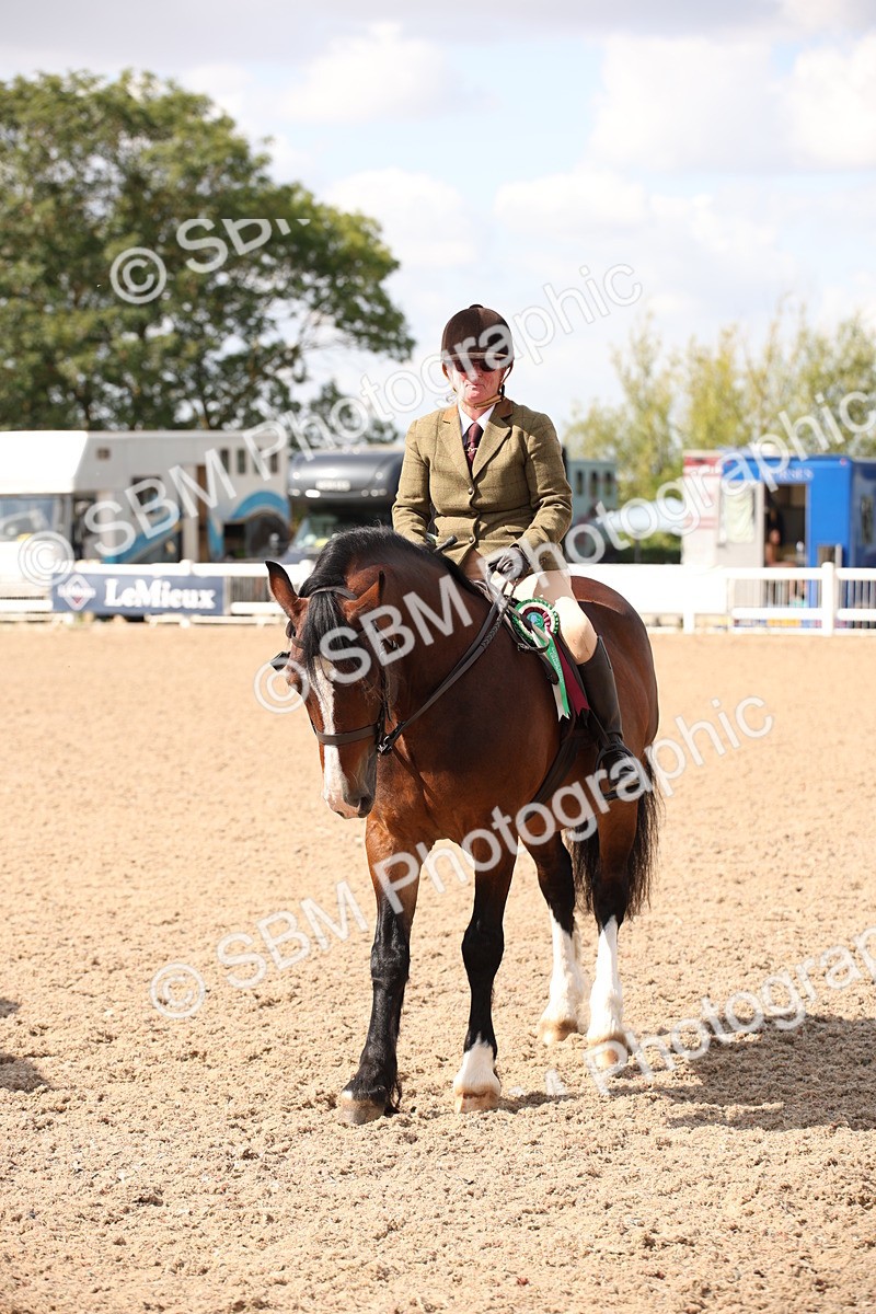 SBM_03452 - Class 18 Handsomest Gelding (IH or Ridden)