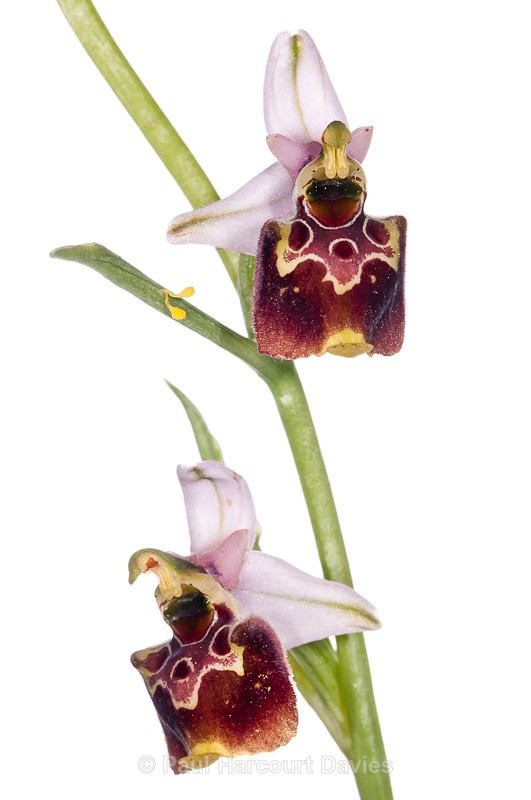  - WB: Orchids - Ophrys