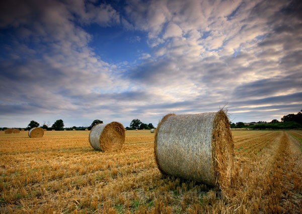 Harvest Time - England & The Shires