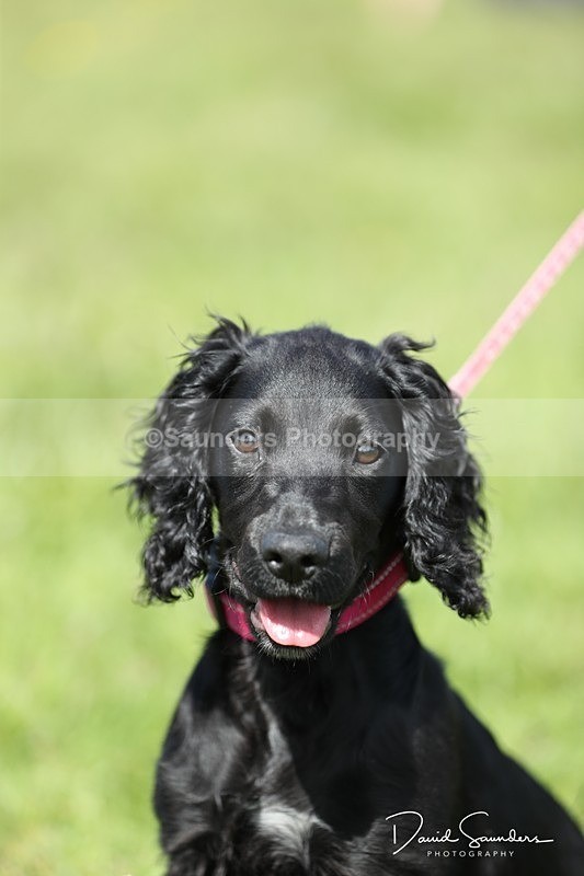 SPXX0569 - Dog show