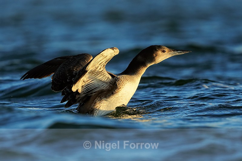 Great Northern Diver, wings raised, Farmoor Reservoir - Great Northern Diver