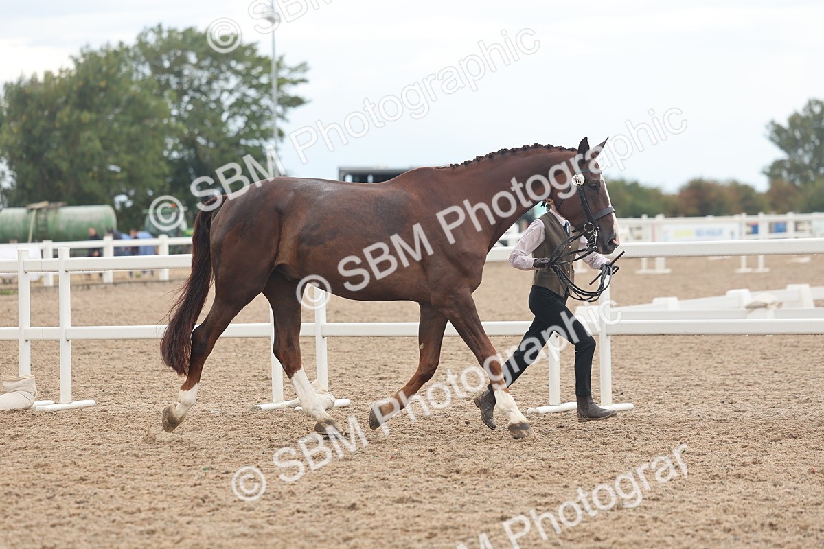 SBM_07856 - Class 27 - IH Competition Horse/Pony