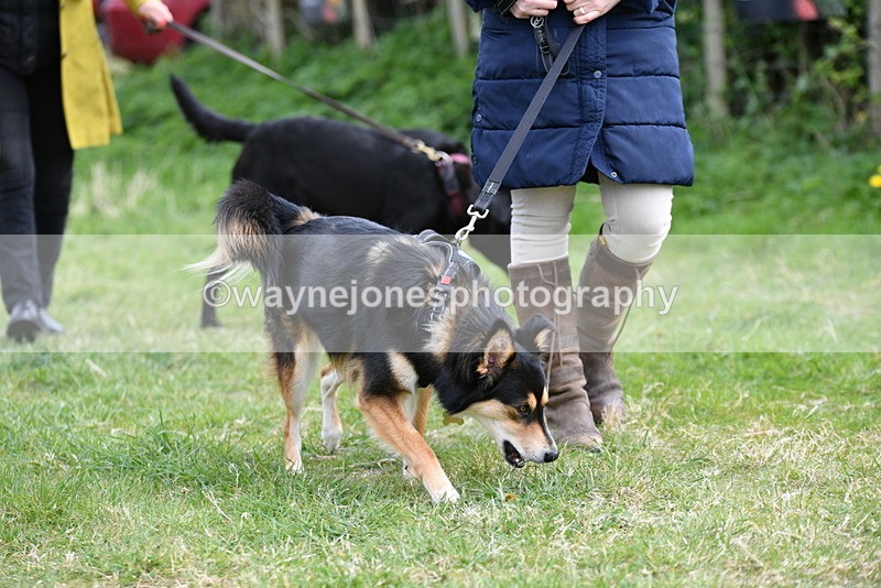 WJ5_9460 - Class 3 Most Handsome Dog