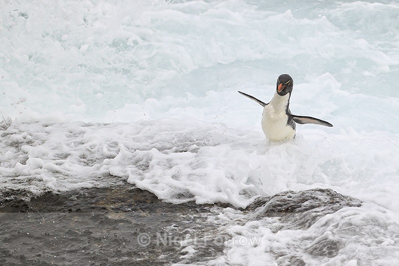 Rockhopper Penguin landing, flippers raised, Saunders Island - Rockhopper Penguin