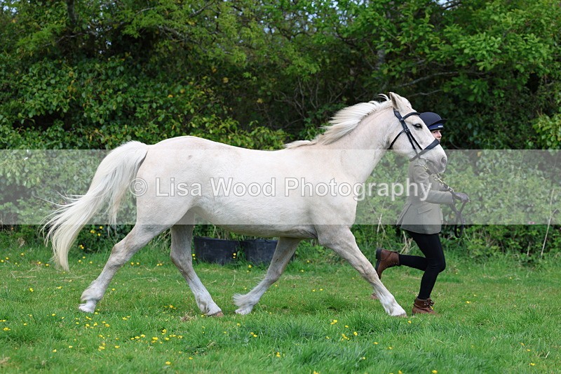 3E7A0506 - Class 20: Sports Horse