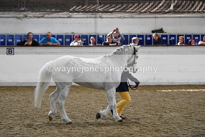 WJ5_4670 - Class 3 Part Bred In hand