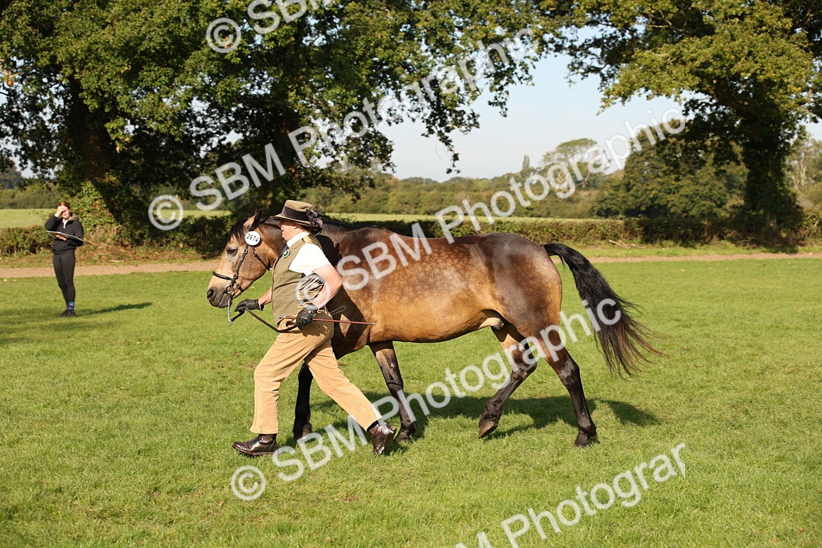 SBM_59379 - S52 - Other Coloured Horse In Hand