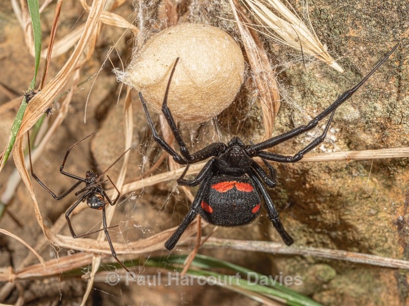 European Black Widow Spider (Latrodectus tredecimaguttatus - Insects & Spiders & other animals 2021