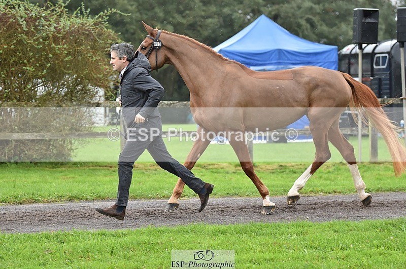 231018-124434-00486 - 059-MINNIE.MANOEUVREZ-Mark.Ford-TrotUp