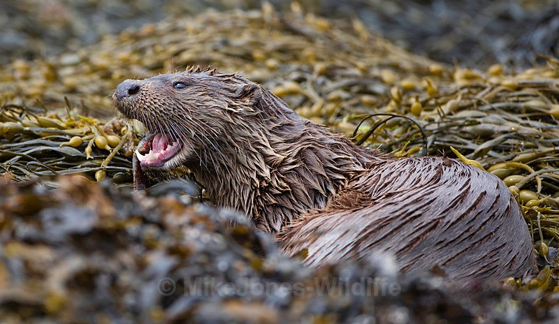 OTTER, ISLE OF MULL, SCOTLAND - OTTERS, ISLE OF MULL, SCOTLAND