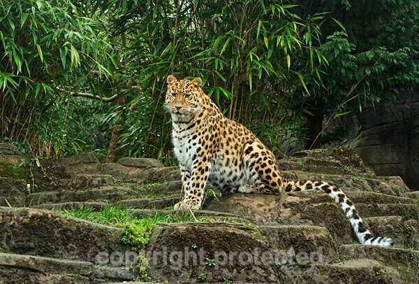 Amur leopard - Esra - Big Cats