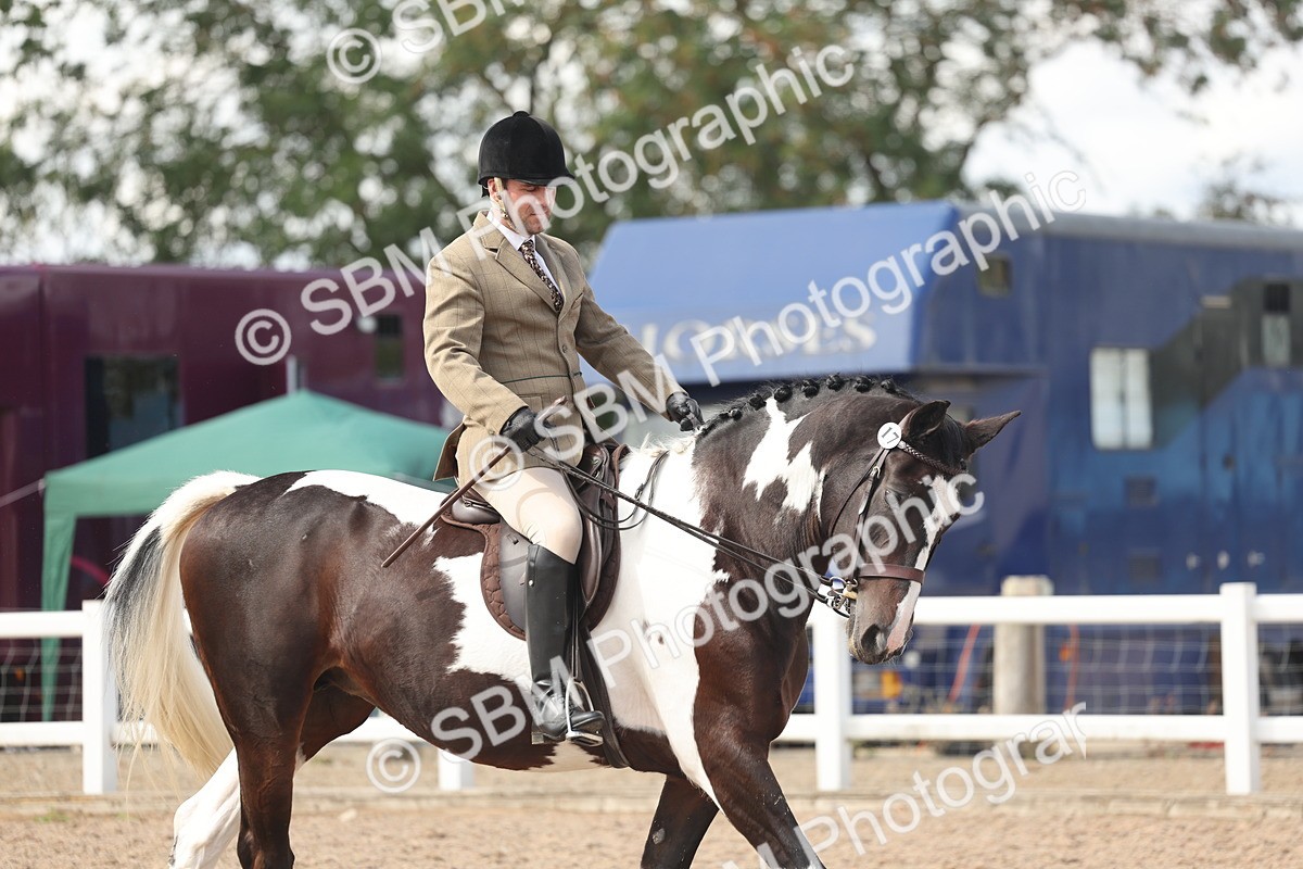 SBM_14829 - Class 308 - Ridden Coloured Horse