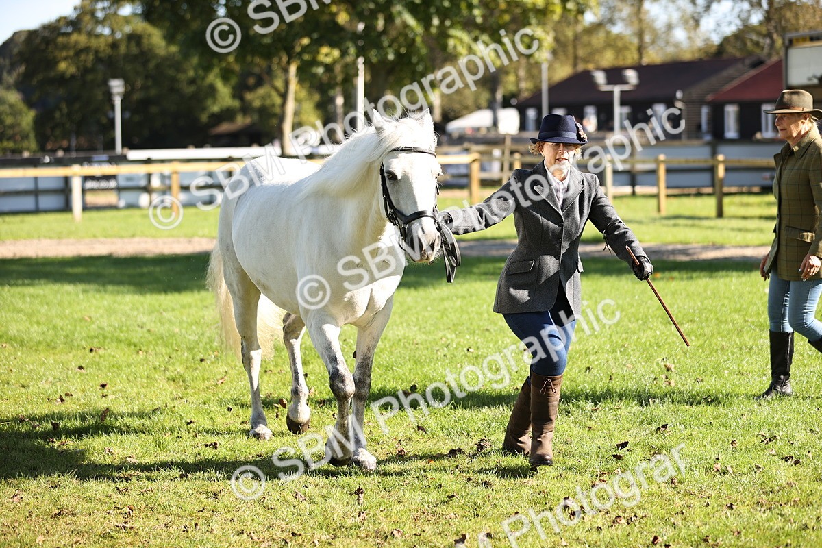 SBM_15918 - S1 - TSR in Hand Horse & Pony Showing