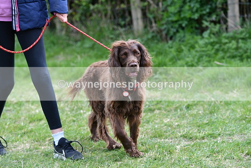 WJ5_9484 - Class 3 Most Handsome Dog