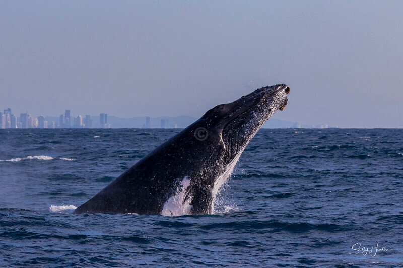 0A3A3931. Head Lunge 2 - 2026 Whales