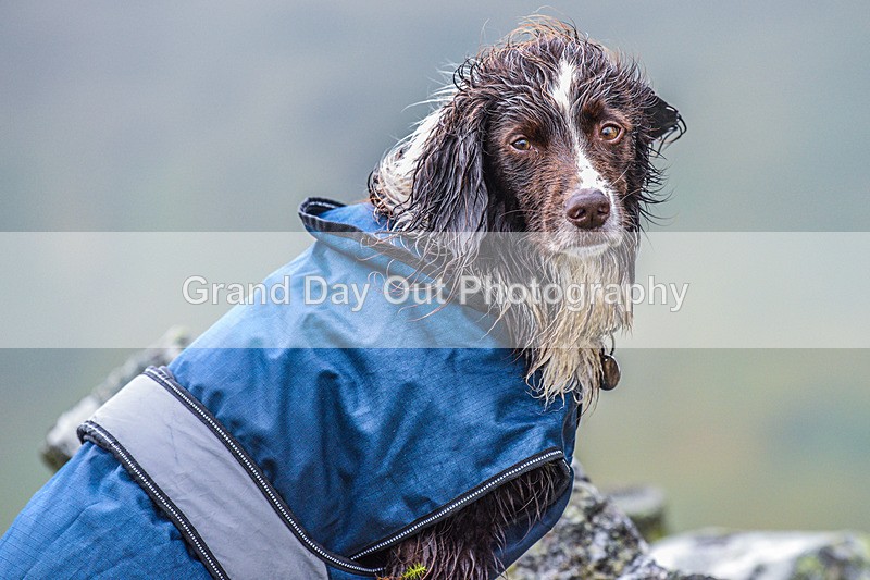 Matterdale-449 - Kong Matterdale Horseshoe Fell Race Saturday 20th August 2022