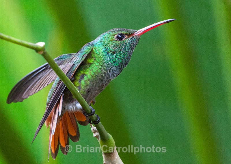 IMG_5205 Rufous Tailed Hummingbird, Costa Rica - Costa Rican Wildlife