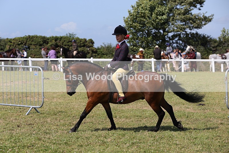 1X9A5406 - Class 37: NPS M&M First Ridden