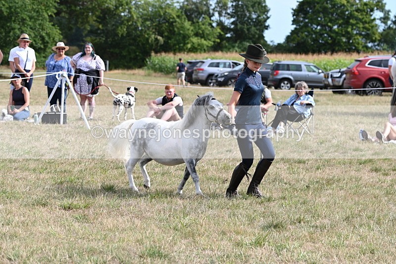 WJ6_7057 - Class 21 Shetland & Mini Horses