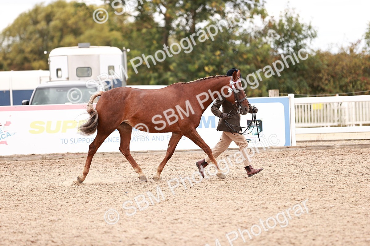 SBM_16916 - Class 415 - Horse-Pony Judge would most like to take home