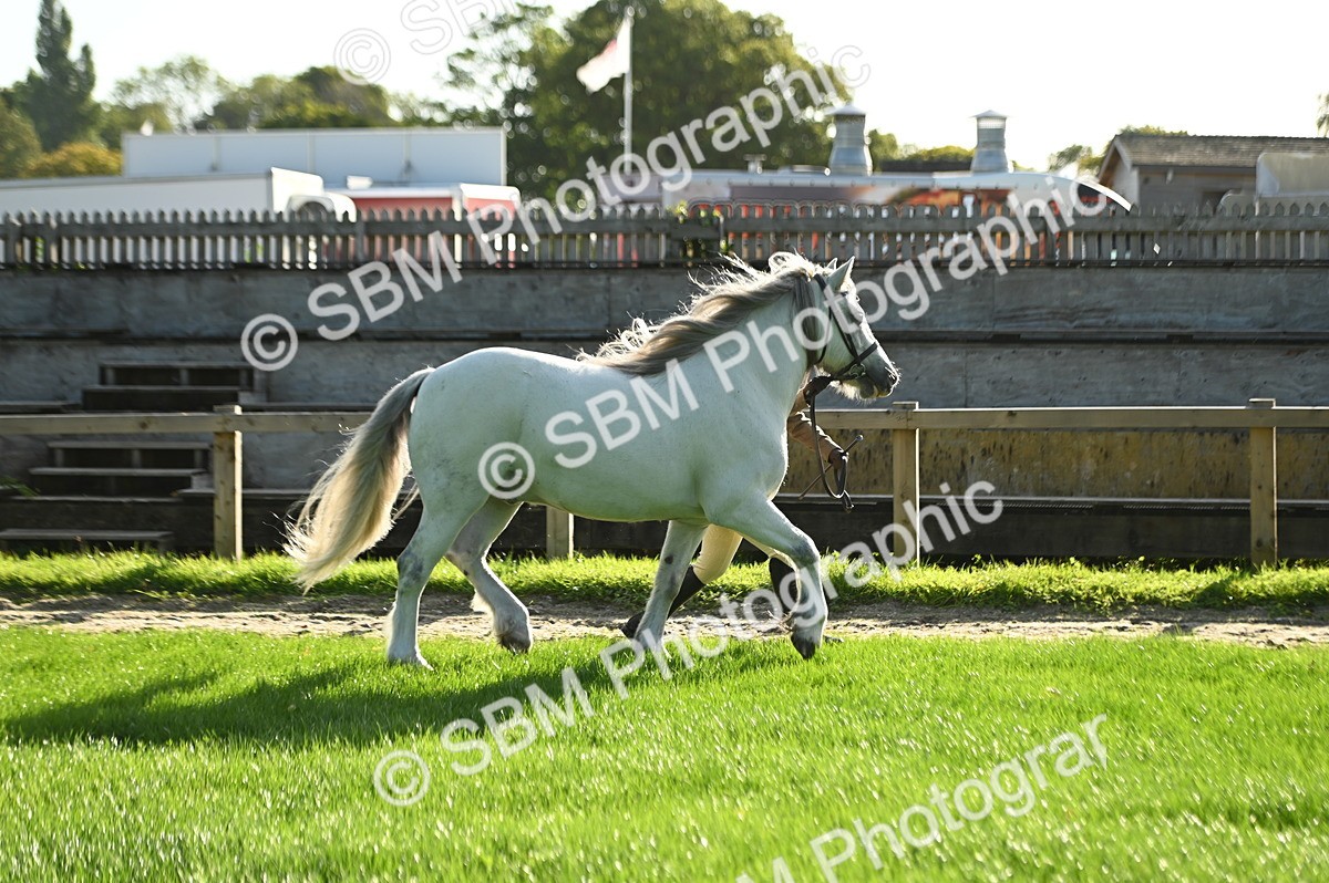 SBM_14716 - S1 - TSR in Hand Horse & Pony Showing