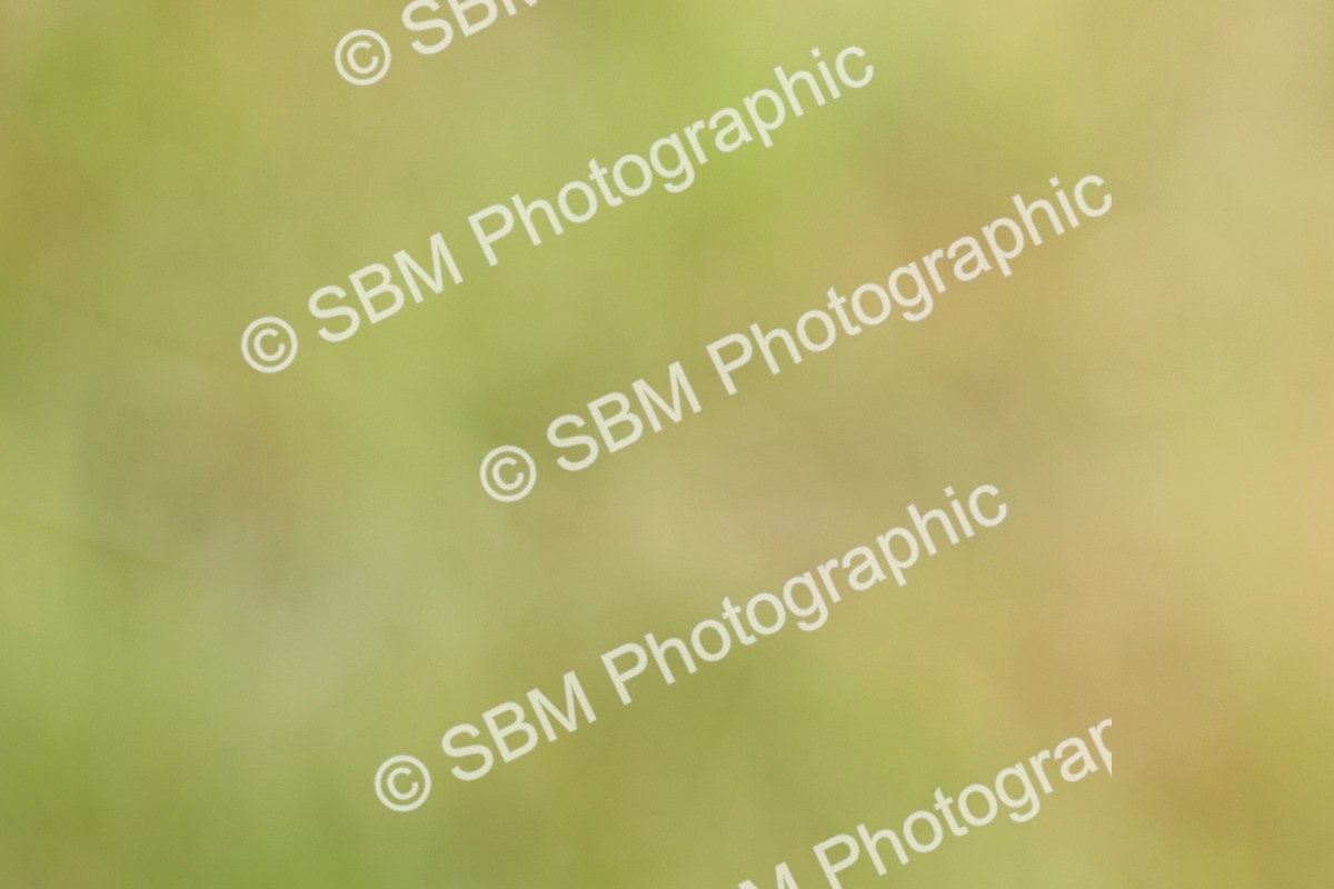 SBM_09705 - Class 44-45 - LIHS BSPS Open Nursery and Cradle Stakes