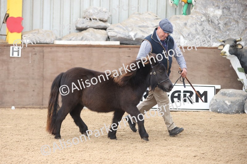 20251109-0008 - Class 2 - Yearling, Colt, filly or gelding