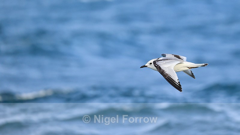 Juvenile Kittiwake flying, wings down, Snæfellsnes peninsula, Iceland - Kittiwake