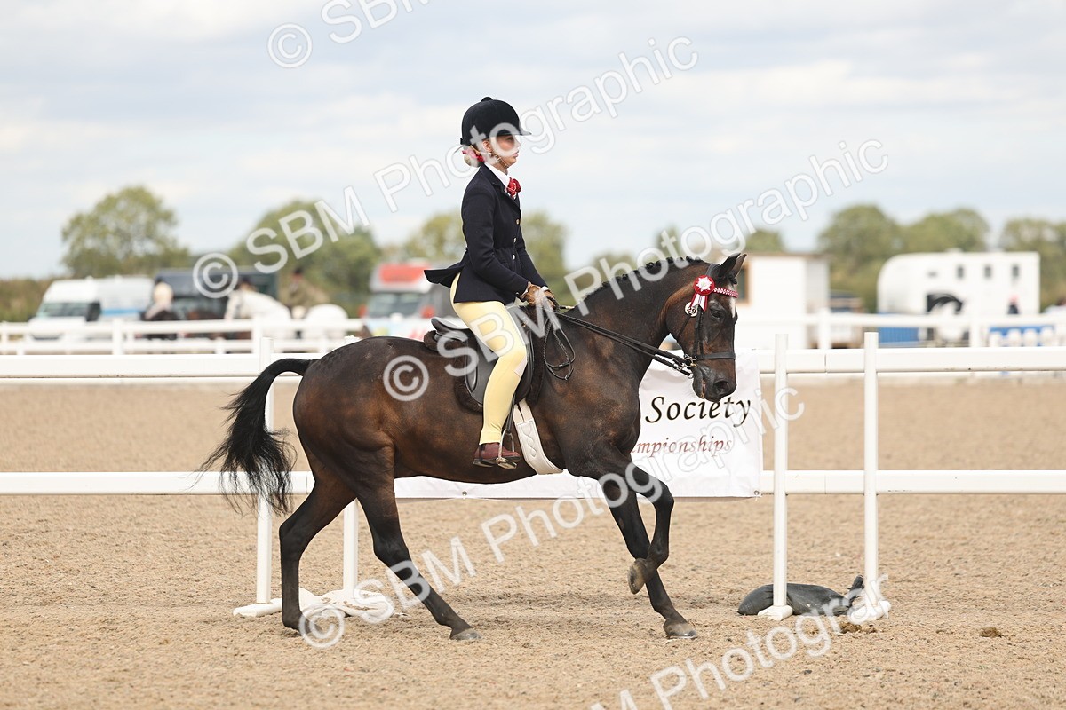 SBM_15977 - Class 311 - Ridden Show pony-Show hunter Pony