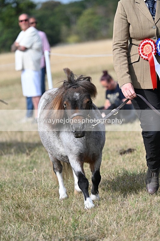 WJ7_8091 - In-hand Championship