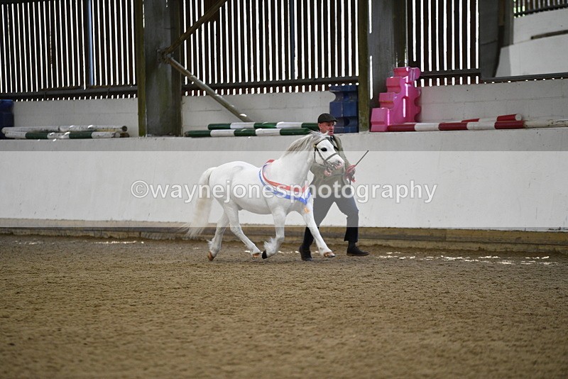 WJ5_5851 - Morning in hand Championship