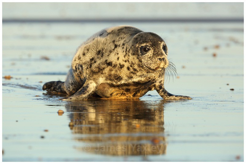 Seal Pup at Low Tide - Coast and Marine