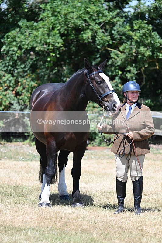 WJ7_2417 - Class 5a Most Handsome Gelding in hand (above 14.2hh)