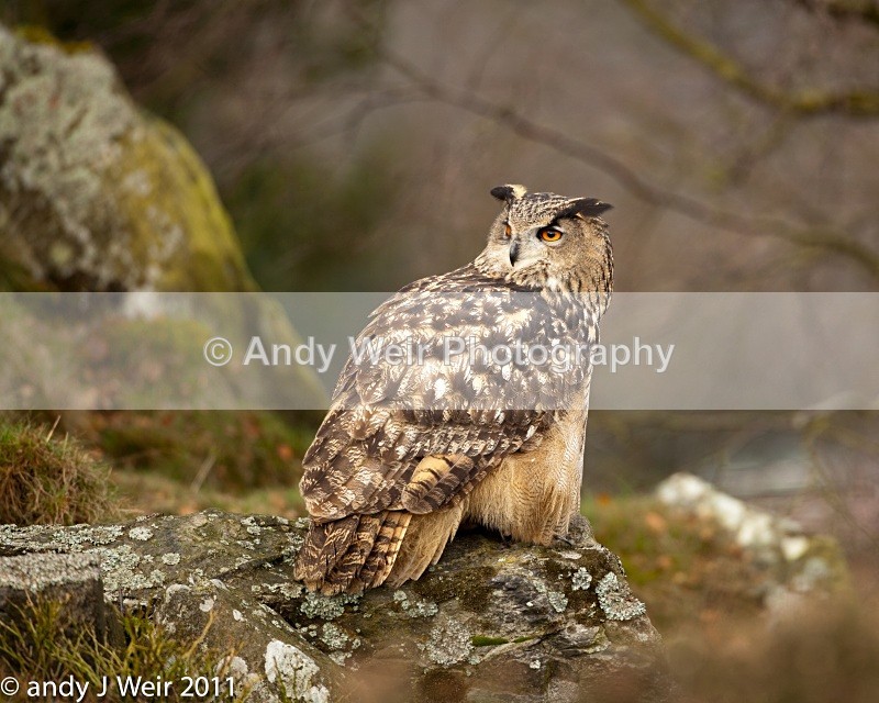  - Eagle Owl