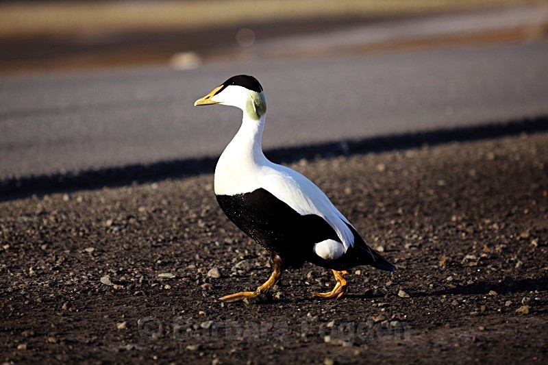 Mail eider duck 1932 - Wildlife