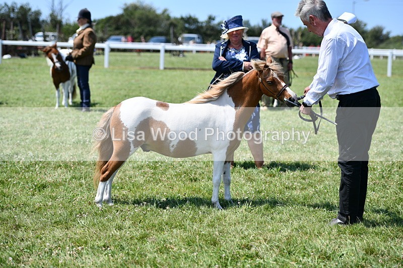 DSC_7670 - Class 64: Coloured Pony 4yrs & over